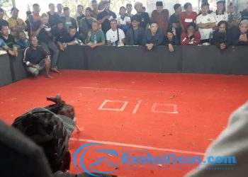 Tempat Judi Sabung Ayam di Kp. Salakopi di Gerebek Polres Sukabumi, 5 Gembong Panitia Diringkus, 2 Orang Pulang yang 3 Masuk Kandang. Cek Faktanya!?
