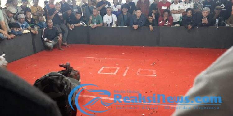 Tempat Judi Sabung Ayam di Kp. Salakopi di Gerebek Polres Sukabumi, 5 Gembong Panitia Diringkus, 2 Orang Pulang yang 3 Masuk Kandang. Cek Faktanya!?