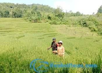 Upaya Mendukung Hanpangan, Babinsa Sertu Didik Susanto Koramil 2203/Warungkiara Dampingi Poktan di Bantargadung