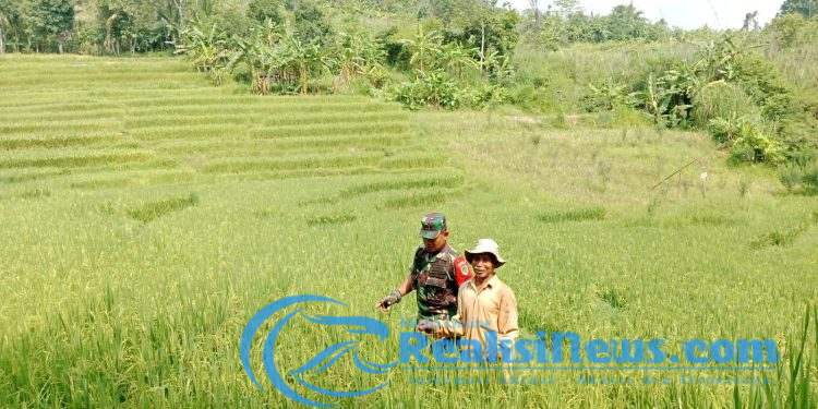 Upaya Mendukung Hanpangan, Babinsa Sertu Didik Susanto Koramil 2203/Warungkiara Dampingi Poktan di Bantargadung