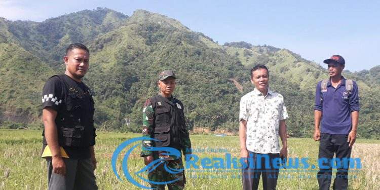 Babinsa Koramil 2203/Warungkiara Serka Agus Subandar Dampingi Dinas Pertanian Tinjau Lahan Sawah di Limusnunggal