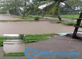 Diguyur Hujan Deras Mengakibatkan Kali Ciwalungan Meluap, Beberapa Sawah Terendam