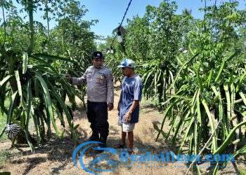 Implementasi Asta Cita Presiden; Bhabinkamtibmas Polresta Banyuwangi dukung Pemanfaatan Pekarangan untuk Budi Daya Tanaman Naga