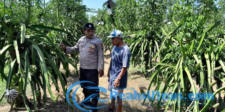 Implementasi Asta Cita Presiden; Bhabinkamtibmas Polresta Banyuwangi dukung Pemanfaatan Pekarangan untuk Budi Daya Tanaman Naga