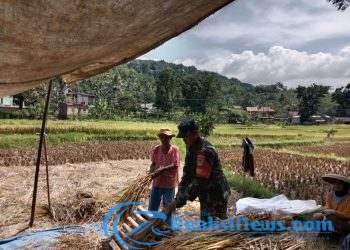Upaya Mendukung Hanpangan, Babinsa Serka Didik Susanto Koramil 2203/Warungkiara Dampingi Poktan di Bantargadung