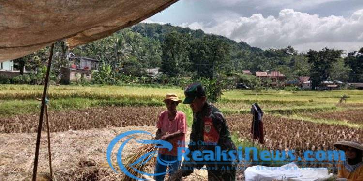 Upaya Mendukung Hanpangan, Babinsa Serka Didik Susanto Koramil 2203/Warungkiara Dampingi Poktan di Bantargadung