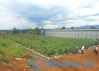 Perdana ! Lapas Kelas IIA Warungkiara Sulap Sisa Tanah Kosong Jadi Lahan Pertanian Hingga Peternakan