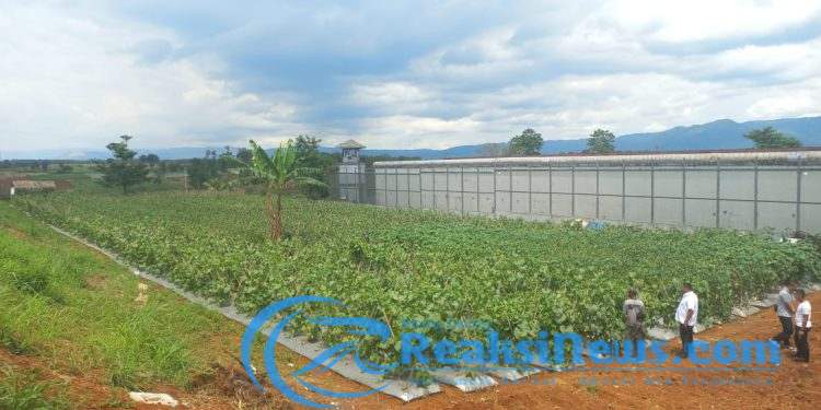 Perdana ! Lapas Kelas IIA Warungkiara Sulap Sisa Tanah Kosong Jadi Lahan Pertanian Hingga Peternakan