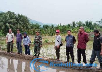 Babinsa Koramil 2203/Warungkiara Serka Agus Subandar Lakukan Pendampingan Hanpangan di Limusnunggal