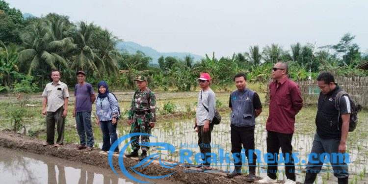 Babinsa Koramil 2203/Warungkiara Serka Agus Subandar Lakukan Pendampingan Hanpangan di Limusnunggal