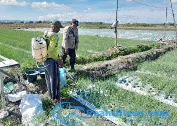 Dampingi Petani Bawang Merah, Bhabinkamtibmas Polresta Banyuwangi Dukung Ketahanan Pangan