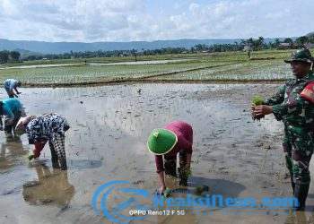 Babinsa Koramil 2203/Warungkiara Kopda Kusdiarto Dampingi Hanpangan di Bojongkerta