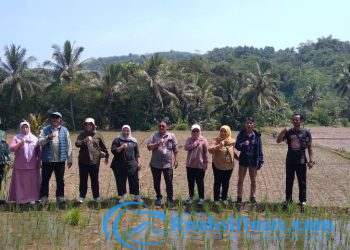Upaya Mendukung Hanpangan, Babinsa Serka Slamet Koramil 2203/Warungkiara Dampingi Poktan di Desa Tarisi