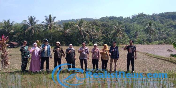 Upaya Mendukung Hanpangan, Babinsa Serka Slamet Koramil 2203/Warungkiara Dampingi Poktan di Desa Tarisi