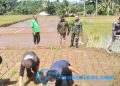 Serka Agus Subandar Koramil 2203/Warungkiara Dampingi Penanaman Padi LTT Di Boyongsari