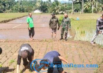 Serka Agus Subandar Koramil 2203/Warungkiara Dampingi Penanaman Padi LTT Di Boyongsari