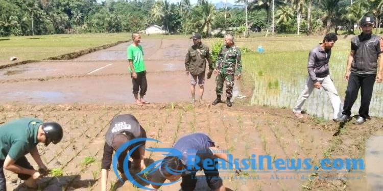 Serka Agus Subandar Koramil 2203/Warungkiara Dampingi Penanaman Padi LTT Di Boyongsari