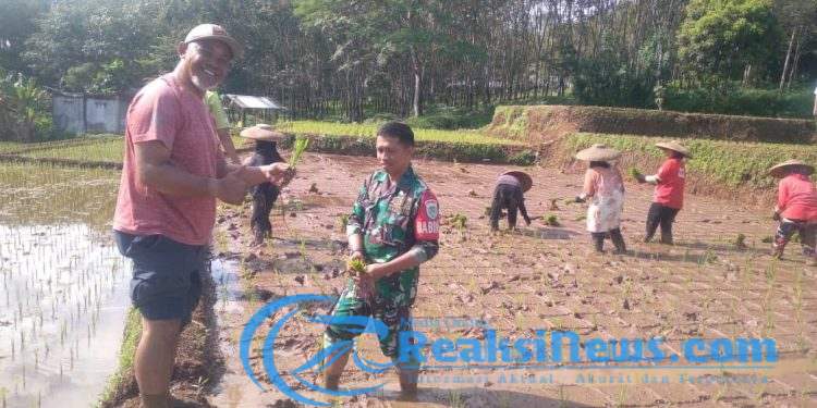 Upaya Mendukung Hanpangan, Babinsa Serka Slamet Koramil 2203/Warungkiara Monitoring Poktan Desa Tarisi
