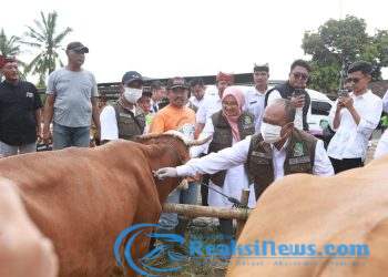 Jelang Idul Adha Banyuwangi Surplus Hewan Kurban, Pasok untuk Berbagai Daerah di Indonesia