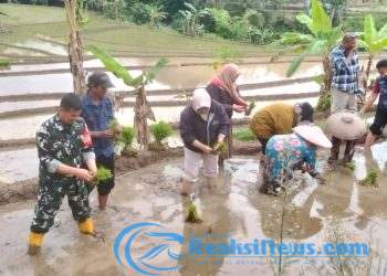 Serka Dodi Koramil 2203/Warungkiara Bersama Poktan Tani Makmur Lakukan Penanaman Padi LTT Di Boyongsari