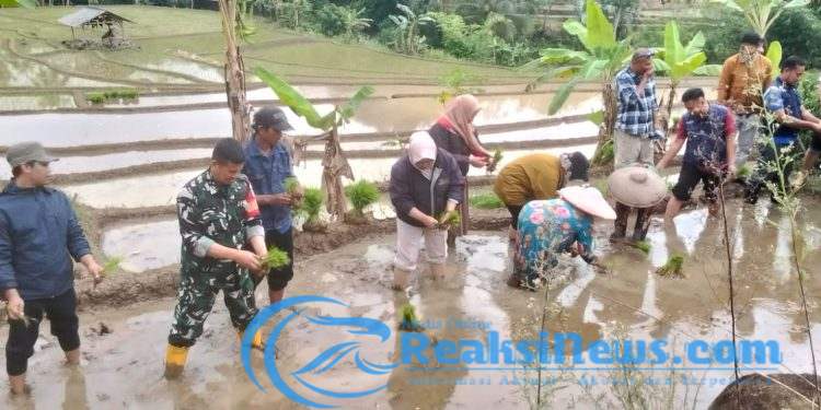 Serka Dodi Koramil 2203/Warungkiara Bersama Poktan Tani Makmur Lakukan Penanaman Padi LTT Di Boyongsari