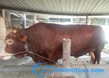 Presiden Prabowo Siapkan Sapi Kurban Seberat 1 Ton di Banyumas