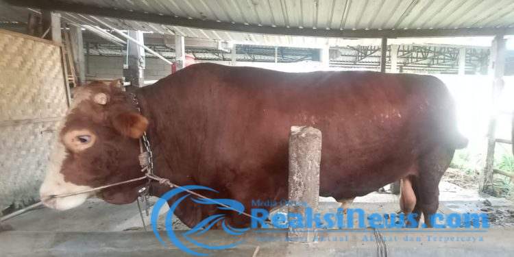 Presiden Prabowo Siapkan Sapi Kurban Seberat 1 Ton di Banyumas