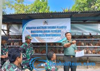 Bekali Pensiun Tetap Produktif, Anggota Kodim 0825/Banyuwangi Ikuti Pelatihan Mandiri Budidaya Ayam Petelur