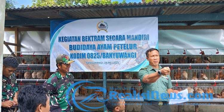 Bekali Pensiun Tetap Produktif, Anggota Kodim 0825/Banyuwangi Ikuti Pelatihan Mandiri Budidaya Ayam Petelur