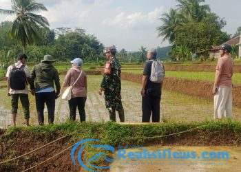 Serka Slamet dan Sertu Nasrullah Koramil 2203/Warungkiara bersama Kementan Dampingi LTT di Desa Kertamukti