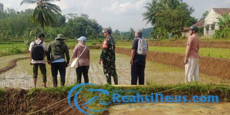 Serka Slamet dan Sertu Nasrullah Koramil 2203/Warungkiara bersama Kementan Dampingi LTT di Desa Kertamukti