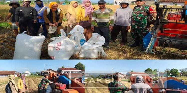 Kodim 0607/Kota Sukabumi Dampingi Penyerapan Gabah Petani di Kp. Lemburpasir
