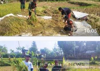 Babinsa Koramil 0607/Kota Sukabumi Dampingi Penyerapan Gabah Petani