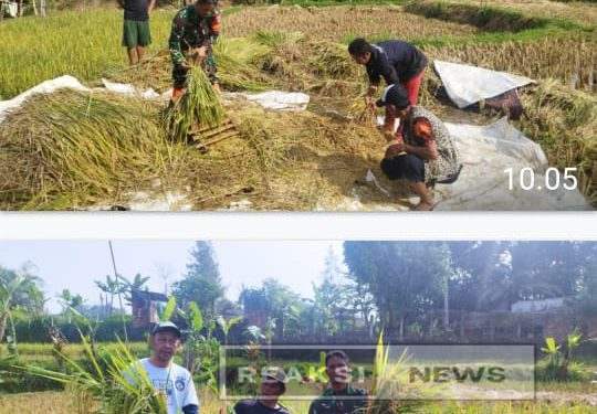 Babinsa Koramil 0607/Kota Sukabumi Dampingi Penyerapan Gabah Petani