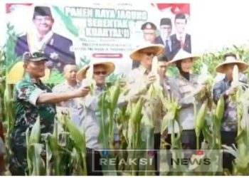 Panen Raya Jagung Serentak Kuartal II, Hadiri Ketua DPRD Kota Sukabumi, H. Wawan Juanda