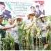 Panen Raya Jagung Serentak Kuartal II, Hadiri Ketua DPRD Kota Sukabumi, H. Wawan Juanda