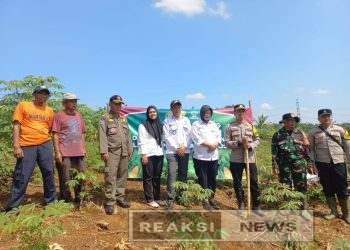 Sertu Nasruloh Babinsa Ubrug Koramil 2203/Warungkiara Dampingi Polsek Lakukan Penanaman Jagung Hybrida