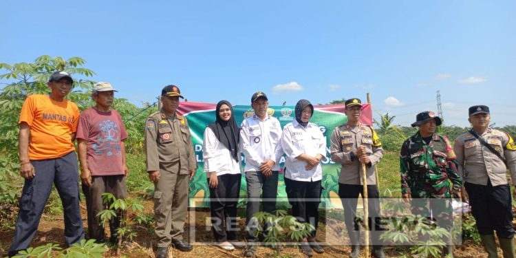 Sertu Nasruloh Babinsa Ubrug Koramil 2203/Warungkiara Dampingi Polsek Lakukan Penanaman Jagung Hybrida