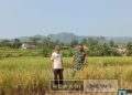 Babinsa Koramil 2203/Warungkiara Serka Subagio Dampingi Hanpangan di Kertamukti