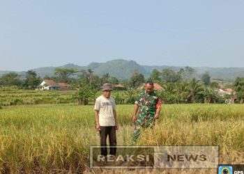 Babinsa Koramil 2203/Warungkiara Serka Subagio Dampingi Hanpangan di Kertamukti