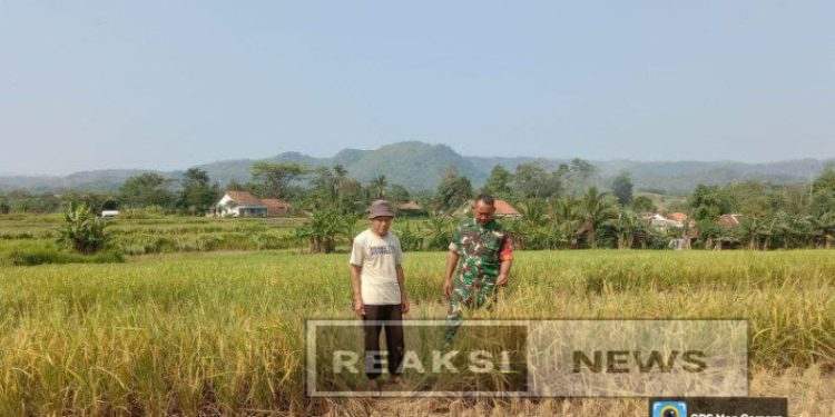 Babinsa Koramil 2203/Warungkiara Serka Subagio Dampingi Hanpangan di Kertamukti