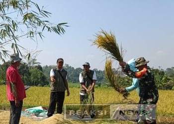 Pendekatan Dengan Petani Babinsa Koramil 10/ Nagrak Melaksanakan Pendampingan Ketahanan Pangan Poktan Sari