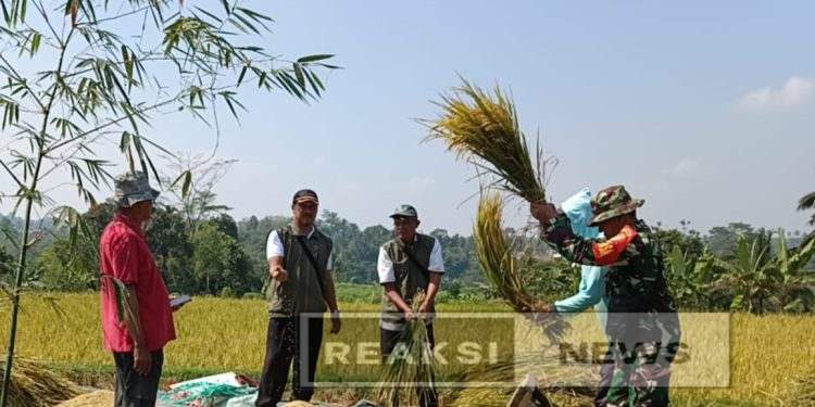 Pendekatan Dengan Petani Babinsa Koramil 10/ Nagrak Melaksanakan Pendampingan Ketahanan Pangan Poktan Sari