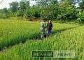 Babinsa Koramil 2203/Warungkiara Serka Enceng Setiawan Dampingi Hanpangan di Sukaharja