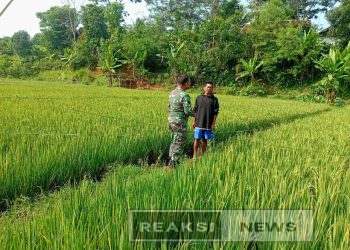 Babinsa Koramil 2203/Warungkiara Serka Enceng Setiawan Dampingi Hanpangan di Sukaharja