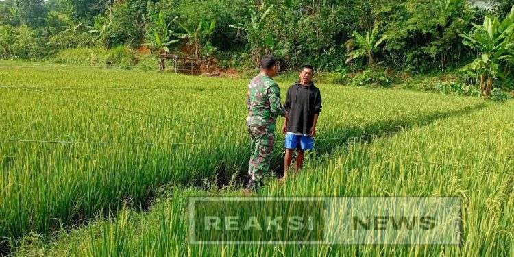 Babinsa Koramil 2203/Warungkiara Serka Enceng Setiawan Dampingi Hanpangan di Sukaharja