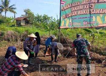 Tanam Jagung Serentak, Polsek Baros Efektifkan Lahan Baku Sawah Di Tespong