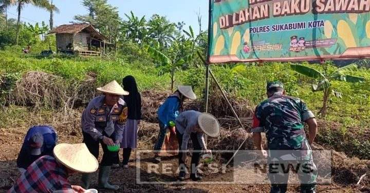 Tanam Jagung Serentak, Polsek Baros Efektifkan Lahan Baku Sawah Di Tespong