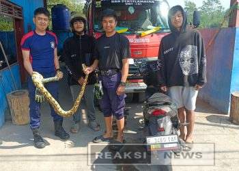 Dua Hari Berturut-turut, Tim Damkar Sukaraja Evakuasi Ular Sanca Raksasa