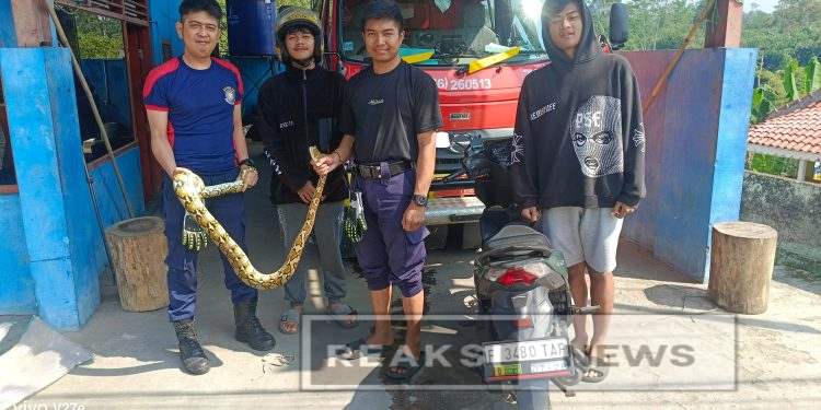 Dua Hari Berturut-turut, Tim Damkar Sukaraja Evakuasi Ular Sanca Raksasa